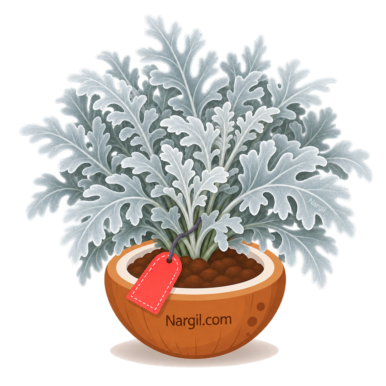 Nargil_Cineraria maritima
